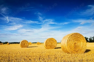 Baloți mari rotunzi 160x120 de paie; capita de lucerna anul 2025. Calitate foarte buna