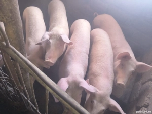 Porci de Vanzare