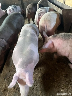 Porci de casa! - imagine 4