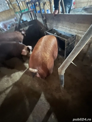 Porci de casa! - imagine 2