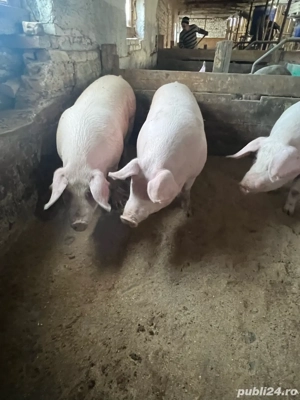 Porci de casa! - imagine 3