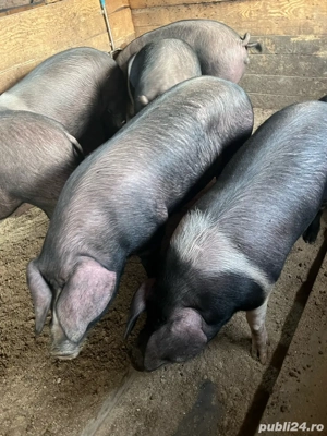 Porci de casa! - imagine 5