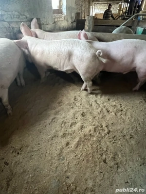 Porci de casa!