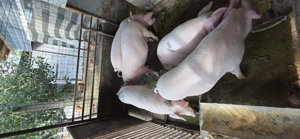 Vând porci  - imagine 2