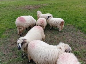 Berbecuți  - imagine 3