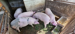 Vând porci  - imagine 4