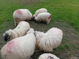 Berbecuți  - imagine 2