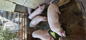 Vând porci  - imagine 3