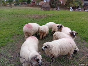 Berbecuți  - imagine 4