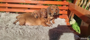 Cateluși teckel talie mică !