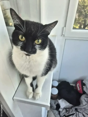 Donez pisica  - imagine 2 Donez pisica  - imagine 2