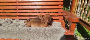 Cateluși teckel talie mică ! - imagine 3