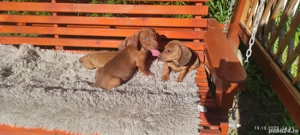 Cateluși teckel talie mică ! - imagine 4