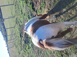 vand sau schimb cu un cal de lucru  - imagine 4