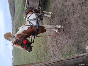 vand sau schimb cu un cal de lucru  - imagine 5