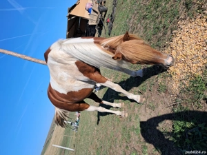 vand sau schimb cu un cal de lucru  - imagine 2