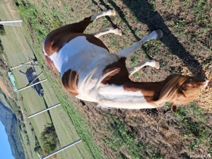 vand sau schimb cu un cal de lucru  - imagine 3