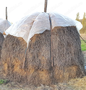 Capita de lucerna anul 2025. Calitate foarte buna