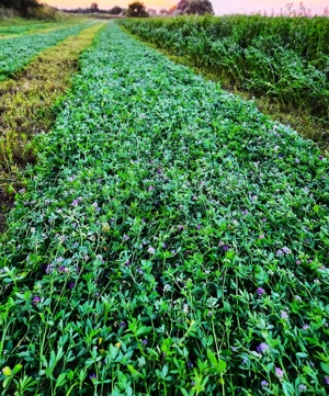 Vând capita de lucerna 2025