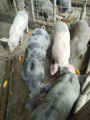 Purcei de vânzare foarte frumoși  - imagine 2