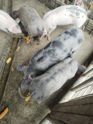 Purcei de vânzare foarte frumoși 