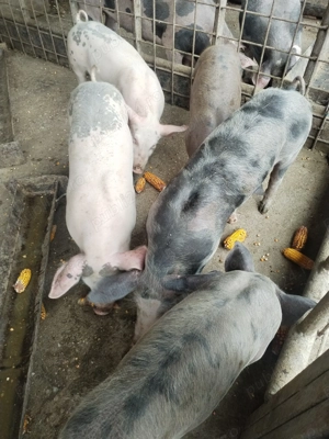 Purcei de vânzare foarte frumoși  - imagine 4