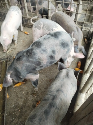 Purcei de vânzare foarte frumoși  - imagine 3