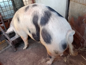 Vand porc de 300 Kg .