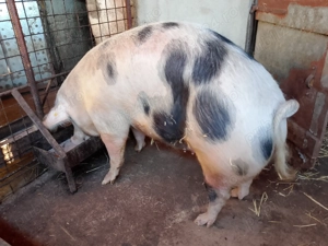 Vand porc de 300 Kg . - imagine 2