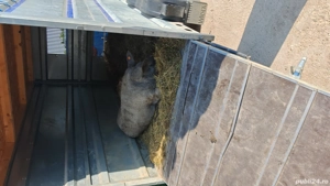 Porc Mangalita varietate blonda la 50 km de Bucuresti  - imagine 5