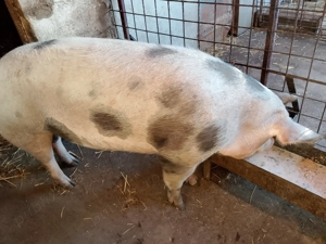 Vand porc gras de 200 kg . - imagine 2