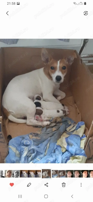 Jack russell Jack russel terrier in bucaresti