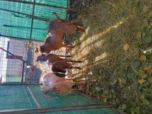 Capre de vânzare  - imagine 2 Capre de vânzare  - imagine 2