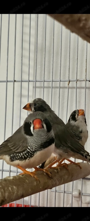 Vand pui zebra australiana - imagine 4