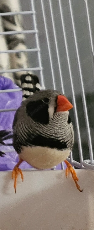 Vand pui zebra australiana - imagine 2