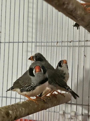 Vand pui zebra australiana