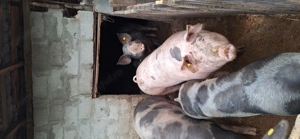 Vand porci de Crăciun  - imagine 4