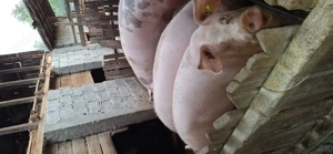 Vand porci de Crăciun  - imagine 3