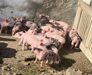 Purcei de vânzare !!