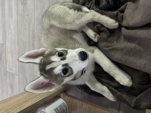 Husky siberian femela