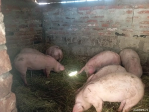 Vând purcei vârsta 12 săptamani 