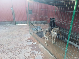 vand puiuti lup cehoslovac - imagine 2