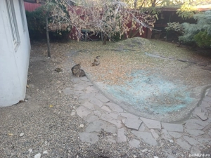 vand puiuti lup cehoslovac