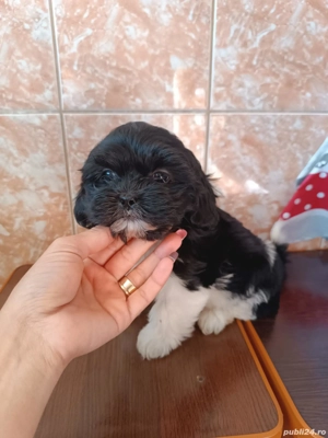 Pui shih tzu