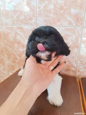 Pui shih tzu - imagine 3 Pui shih tzu - imagine 3