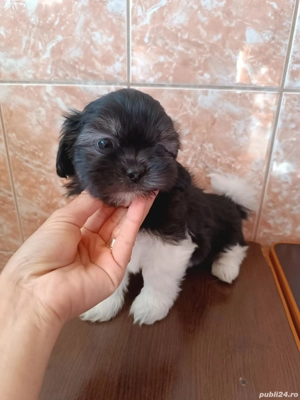 Pui shih tzu - imagine 2 Pui shih tzu - imagine 2
