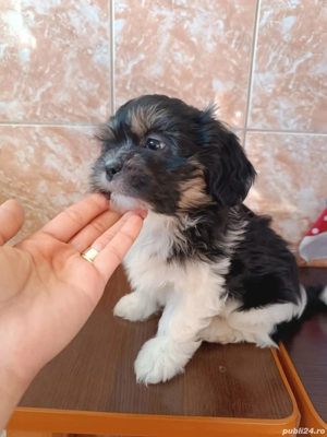 Pui shih tzu - imagine 4 Pui shih tzu - imagine 4