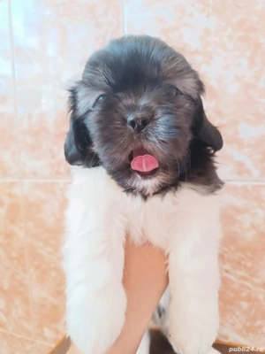 Pui shih tzu - imagine 5 Pui shih tzu - imagine 5