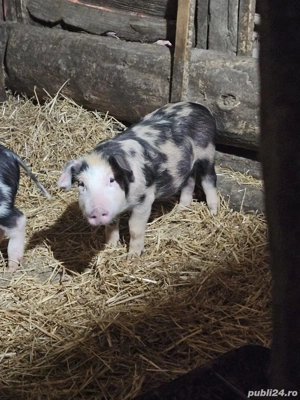 Purcei de vanzare - imagine 2 Purcei de vanzare - imagine 2
