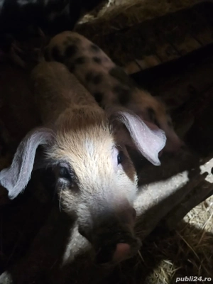 Purcei de vanzare - imagine 4 Purcei de vanzare - imagine 4